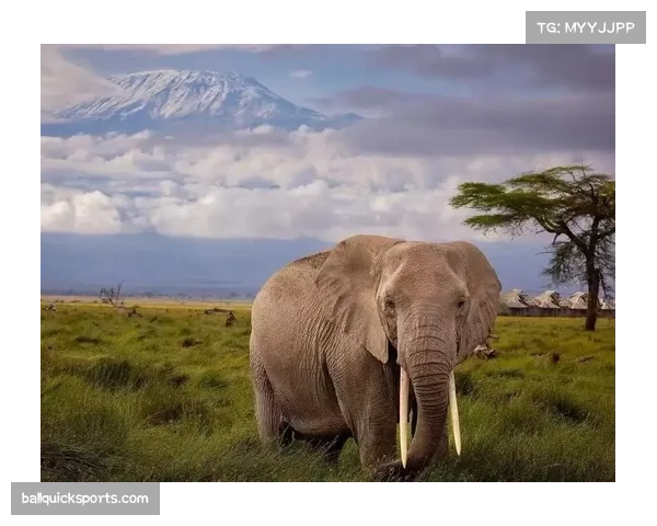 非洲强队塞内加尔评估 潜在黑马梯队稳定性分析